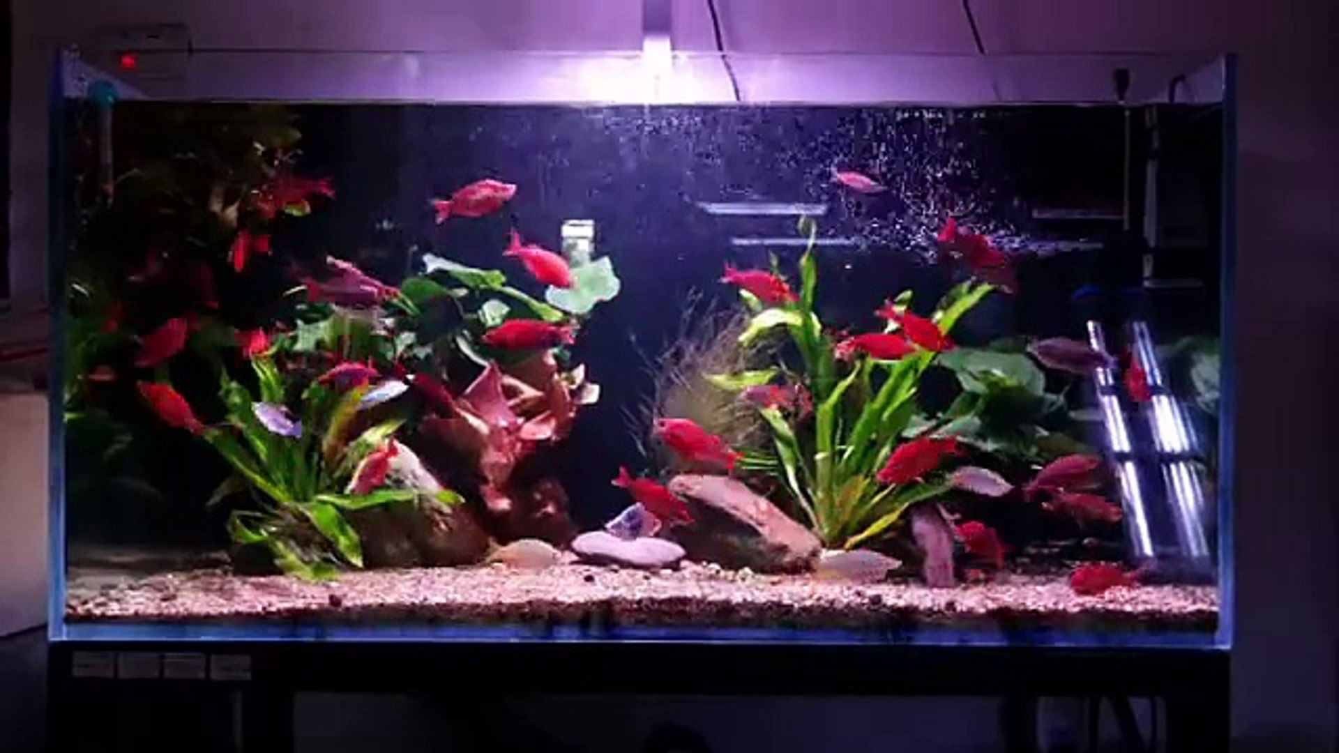 Aquarium Fish