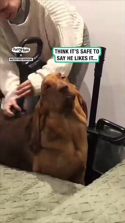 Dog loves being hoovered