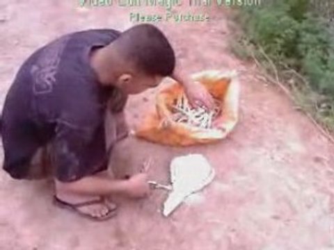 les palmiers de zaita