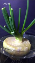 Onion Cutting Grows in Water | Amazing Time Lapse |DWZ
