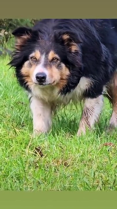 The World of Playful Pups - Episode 59