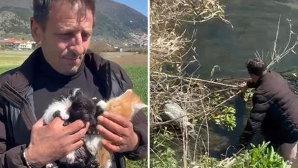 Sala Consilina, l'imprenditore Enzo Vespoli salva tre gattini chiusi in una busta e lanciati nel canale da un'auto in corsa