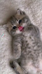 Cutest Cat Ever! 😻 Funny & Adorable Moments You Can’t Miss