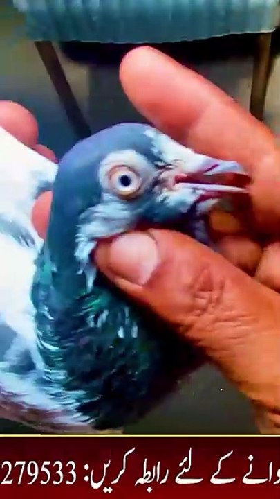 Subscribe Our YouTube Channel For Complete Videos https://www.youtube.com/@PakistanPigeonAssociation