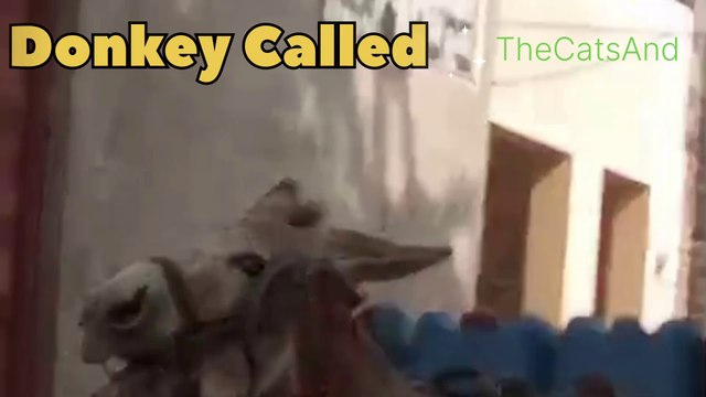 Donkey Sound Effect | hee haw sounds | Sounds of donkey | #donkey #sound #hee #haw #funny #comedy #laughing #foryou