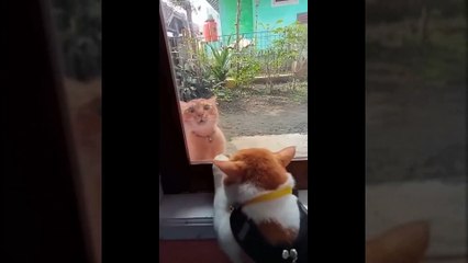 TRY NOT TO LAUGH 🤣🤣 Best Funny Videos compilation - Fails & Hilarious Moments 😂