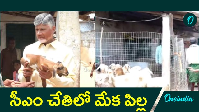 CM Chandrababu: యాదవులు ఆర్థికంగా ఎదగాలన్న సీఎం చంద్రబాబు | Oneindia Telugu
