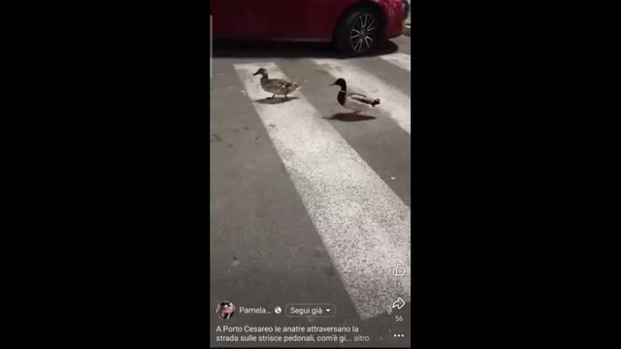 Porto Cesareo, due anatre attraversano la strada sulle strisce pedonali: il video fa impazzire il web