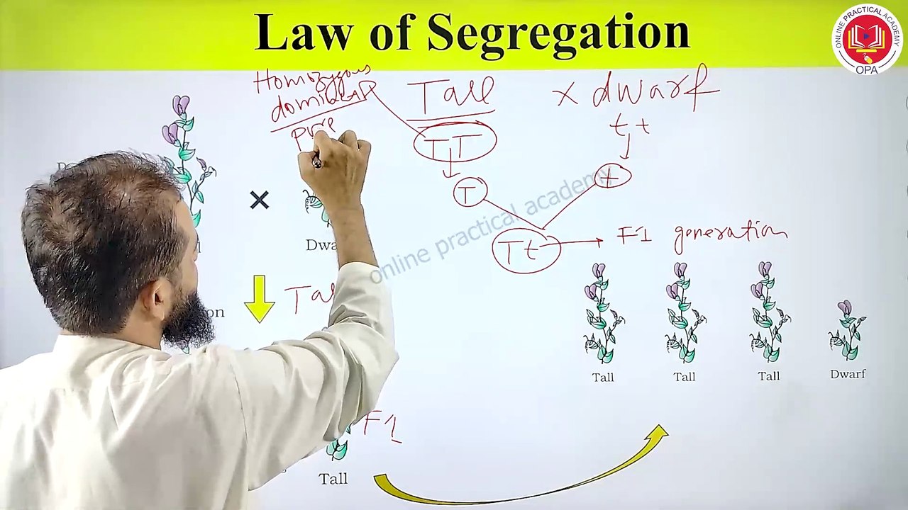 6. law of segregation