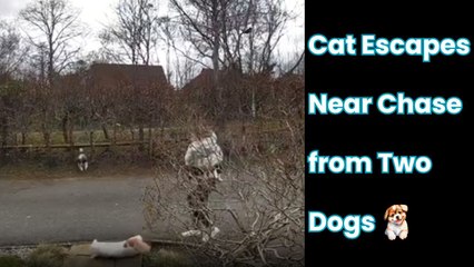 Doorbell footage of cat barely avoiding a heinous dog attack