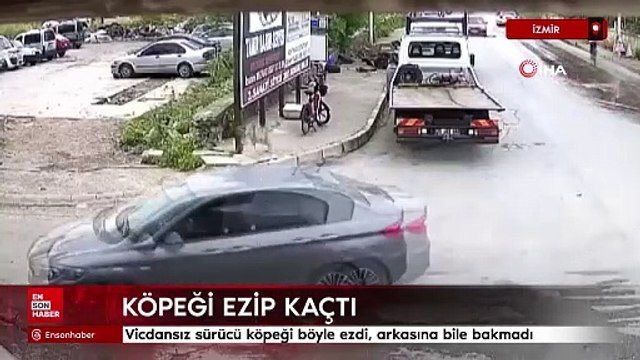 İzmir'de vicdansız sürücü köpeği böyle ezdi, arkasına bile bakmadı