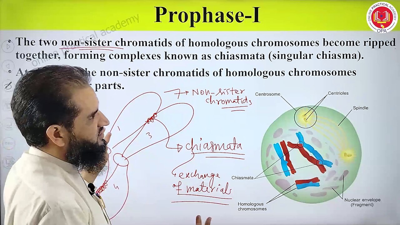 meiosis