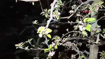 BURSA - Üreticiler meyve ağaçlarını yaktıkları ateşlerle soğuktan koruyor