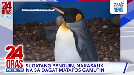 Penguin na pinaniniwalaang kinagat ng aso, na-release na sa wild matapos ang ilang buwang rehabilitation | 24 Oras Weekend