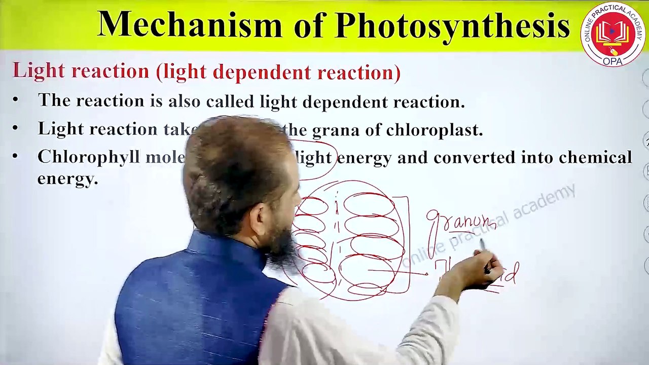 mechanism of photosynthesis