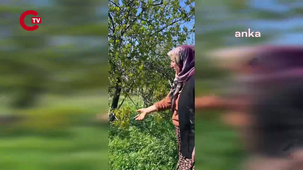 Malatya’da don felaketi kayısıyı vurdu… Kayısı üreticisi Doğal afet ilan etmek için neyi bekliyorlar, işte bu doğal afet