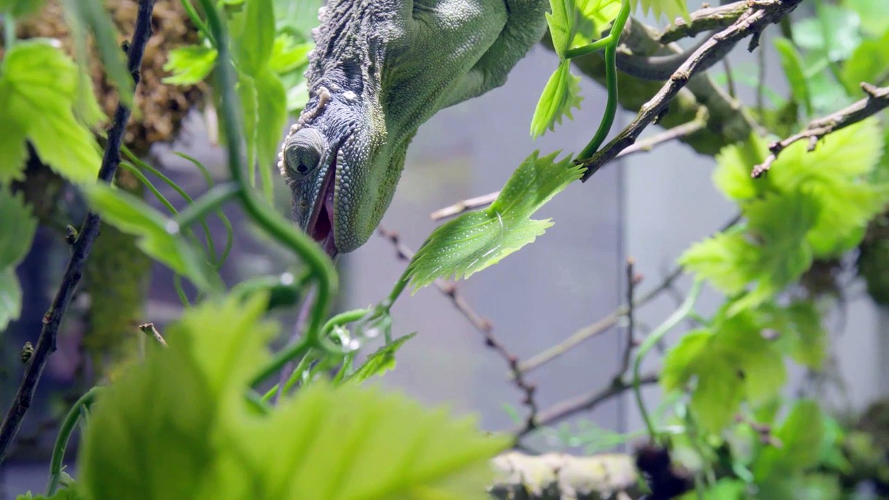 Neues Artenschutzhaus für geschmuggelte Tiere eröffnet