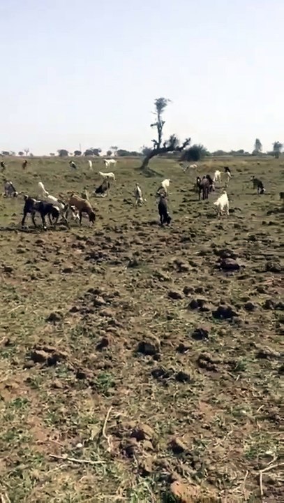 Graceful Moments of Goats Grazing – A Scene of Natural Beauty