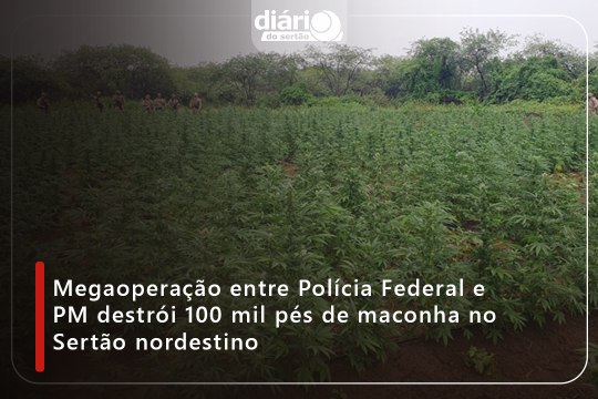 Megaoperação entre Polícia Federal e PM destrói 100 mil pés de maconha no Sertão nordestino