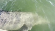 Solitary dolphin appreciates human contact in Mexican coastal town