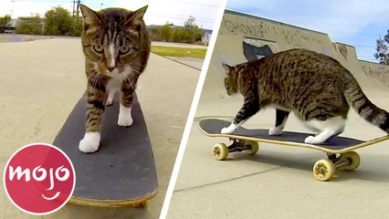 Top 20 Goofiest Tricks to Teach Your Cat