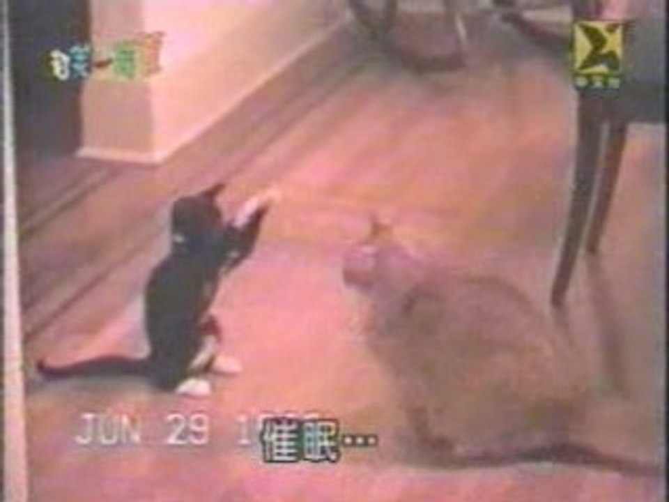 Cat Fury