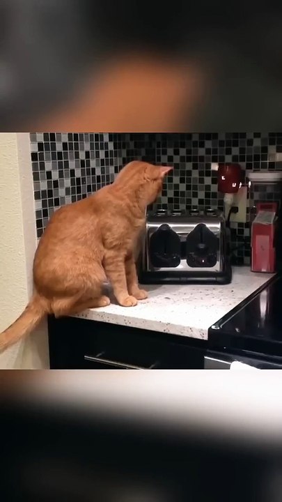 The Ultimate #KittenFails Olympics: 25 Seconds of Purr-fect Clumsiness 🏅🐱 #cattok #cat #funny