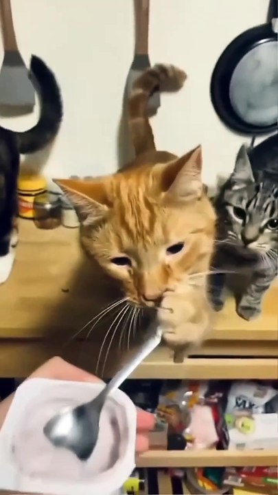 Kitten Fails So Hard It Goes Viral: 45 Seconds of #CatTok's New Star 🌟🤣 #cattok #cat #funny