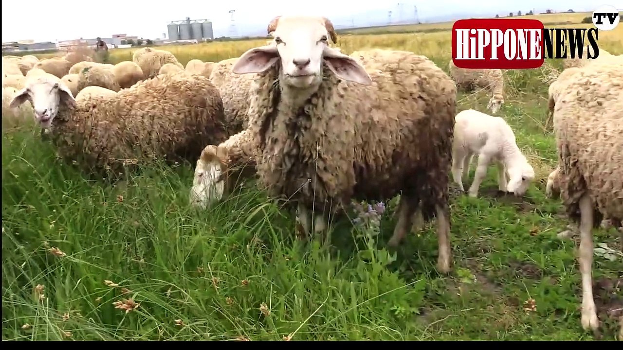 مربوا الماشية بعنابة يناشدون السلطات العمومية من اجل فتح الاسواق الاسبوعية سوق عين الباردة سوق الحجار وسوق بالرحال