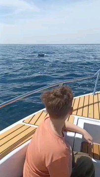 Amazing view of dolphin watching! 🐬🌊 #Ocean #Wildlife #Dolphins #Nature #Travel