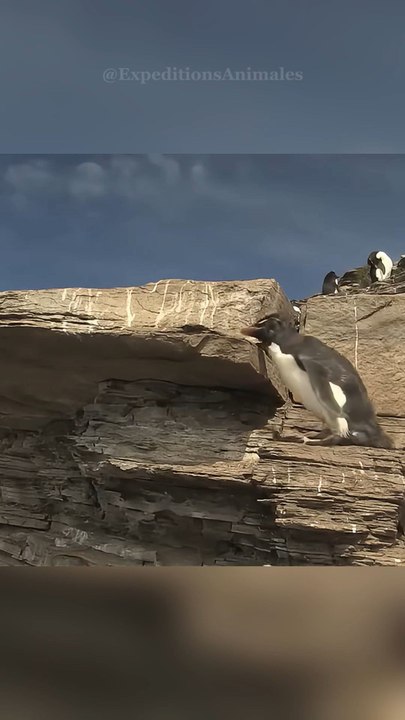 Dans les terres les plus froides de la planète, un petit héros en smoking défie l’amour et la glace 🐧❄️💍 Abonne-toi pour ne rien manquer !