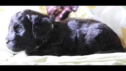 Fantastic 4 - SD 480p