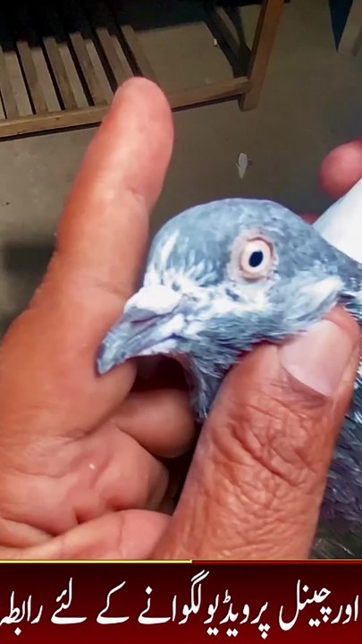 Subscribe Our YouTube Channel For Complete Videos https://www.youtube.com/@PakistanPigeonAssociation