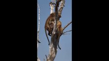 Clash Above the Dead Tree | Only the Strongest Will Survive