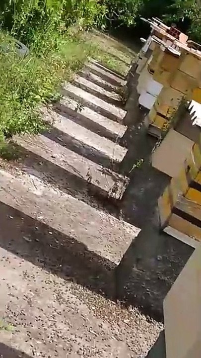 VÍDEO: Envenenamento dizima mais de um milhão de abelhas no Recôncavo Baiano