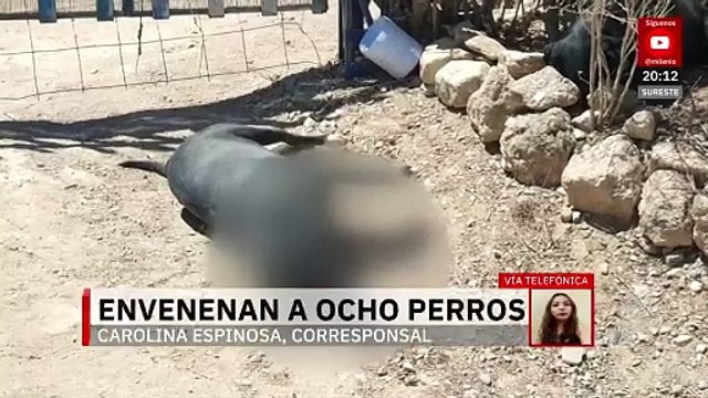 Envenenan a 8 perritos en Tehuacán; fueron hallados sin vida dentro de una propiedad privada