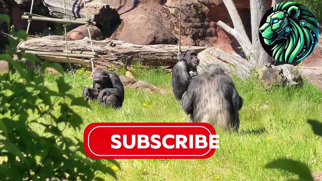 This Animal Has a Brain Like Ours – But Hunts Like a Monster