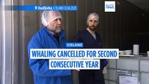 Whaling season cancelled for second consecutive year in Iceland