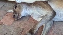 Funny kangaroo wants to sleep