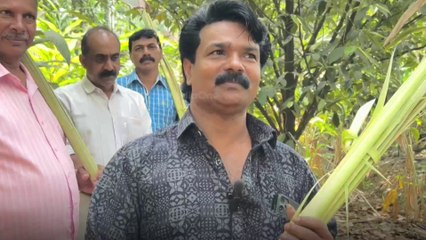 എട്ട് വർഷമായി പതിവ് തെറ്റിച്ചിട്ടില്ല; ഓശാനദിനത്തിൽ കുരുത്തോല എത്തിച്ച് മോഹനൻ