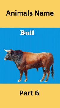 Learning Animals Name Part 6 #learning #animals #animalnames #kidslearning #toddlers #babyanimals #cutekids #jungleworld