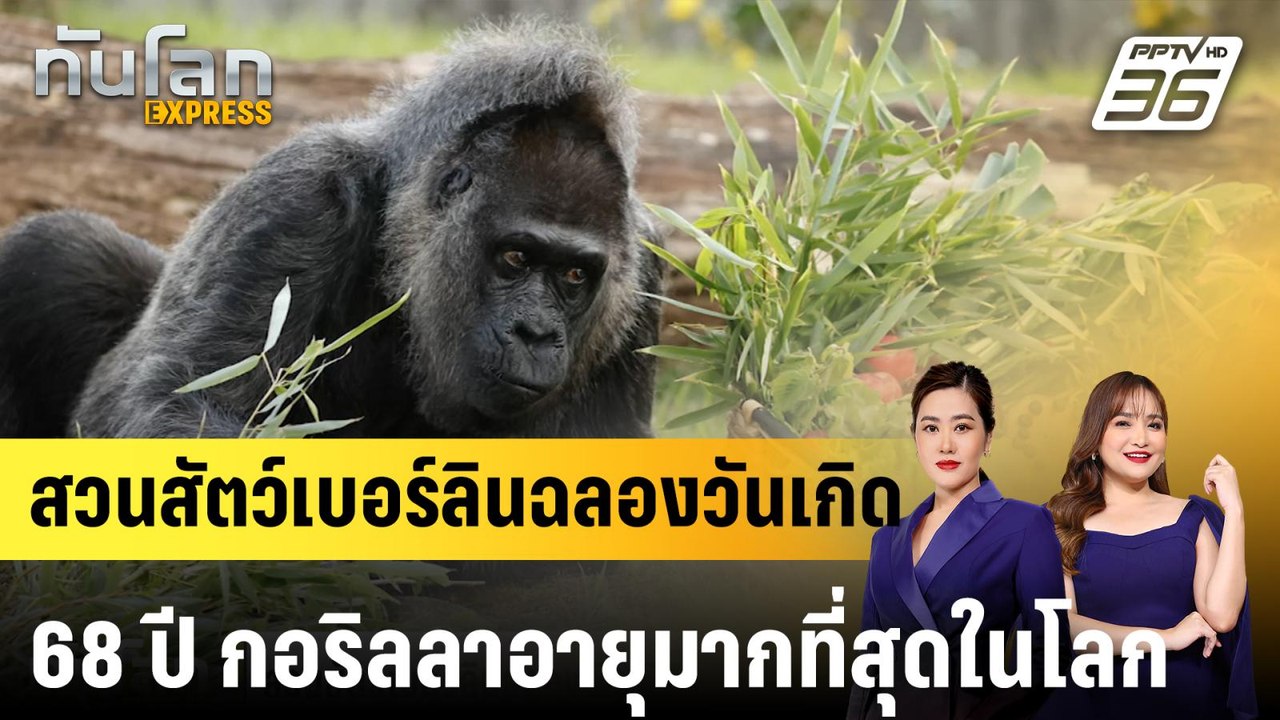 สวนสัตว์เบอร์ลินฉลองวันเกิด 68 ปี กอริลลาอายุมากที่สุดในโลก |ทันโลก EXPRESS | 13 เม.ย. 68