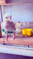 White Heera chick 🐥 #heera #chick #qualitybird #supreme #henna