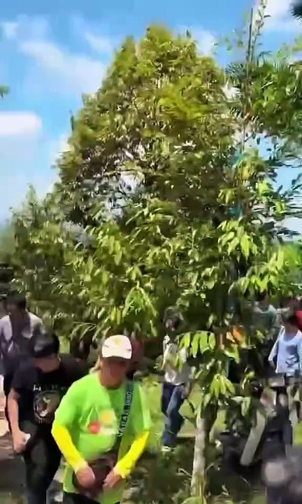 Operasi tebang pokok Musang King haram, penguatkuasa dihamun pekebun.