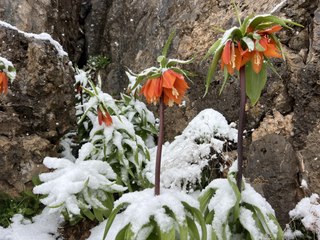 Ters laleler açtı! 1500 kilometre yol gittiler