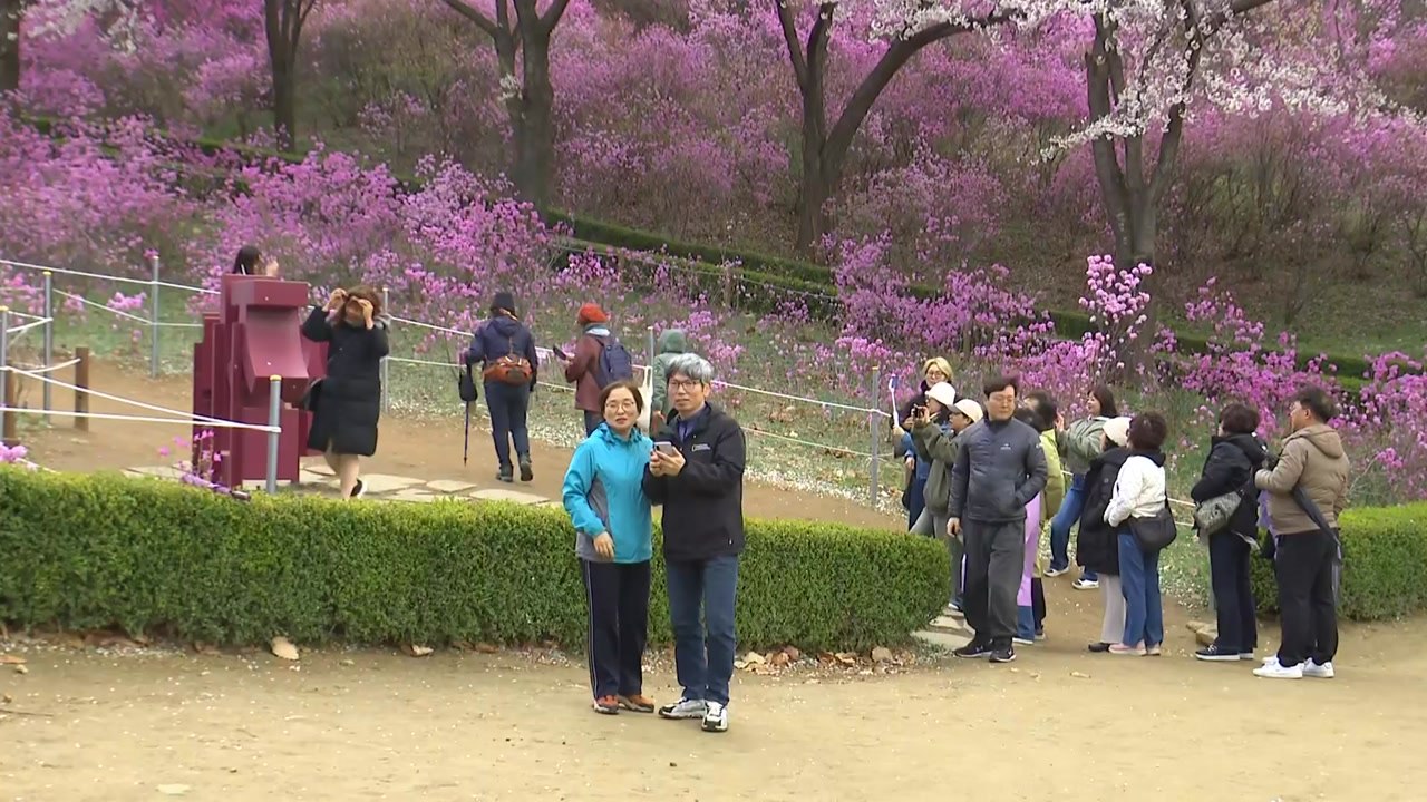 변덕스러운 날씨 속 봄꽃 인파...원미산 진달래 만개 / YTN
