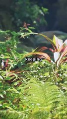 #April13 #PlantAppreciationDay #SpecialLibrariansDay #ImamSadeq #PalmSundayOrthodox #SemanaSanta #TheravadaNewYear #SongkranFestival #ThomasJeffersonDay #WorldCulture #TodayInHistory #CelebrateDiversity #ShortsDaily #FunFacts #GlobalVibes #DidYouKnow #You