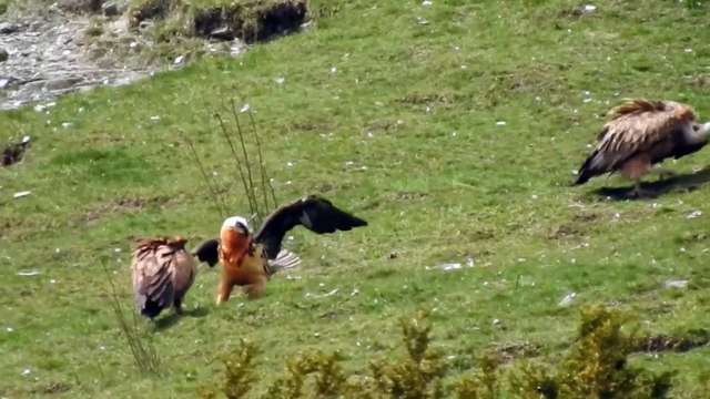 Quebrantahuesos Gypaetus barbatu Escuain Mayo 019 3ªParte
