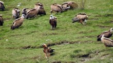 Quebrantahuesos Gypaetus barbatu Escuain Mayo 019 2ªParte