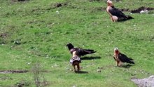 Quebrantahuesos Gypaetus barbatu Escuain Mayo 019 6ªParte
